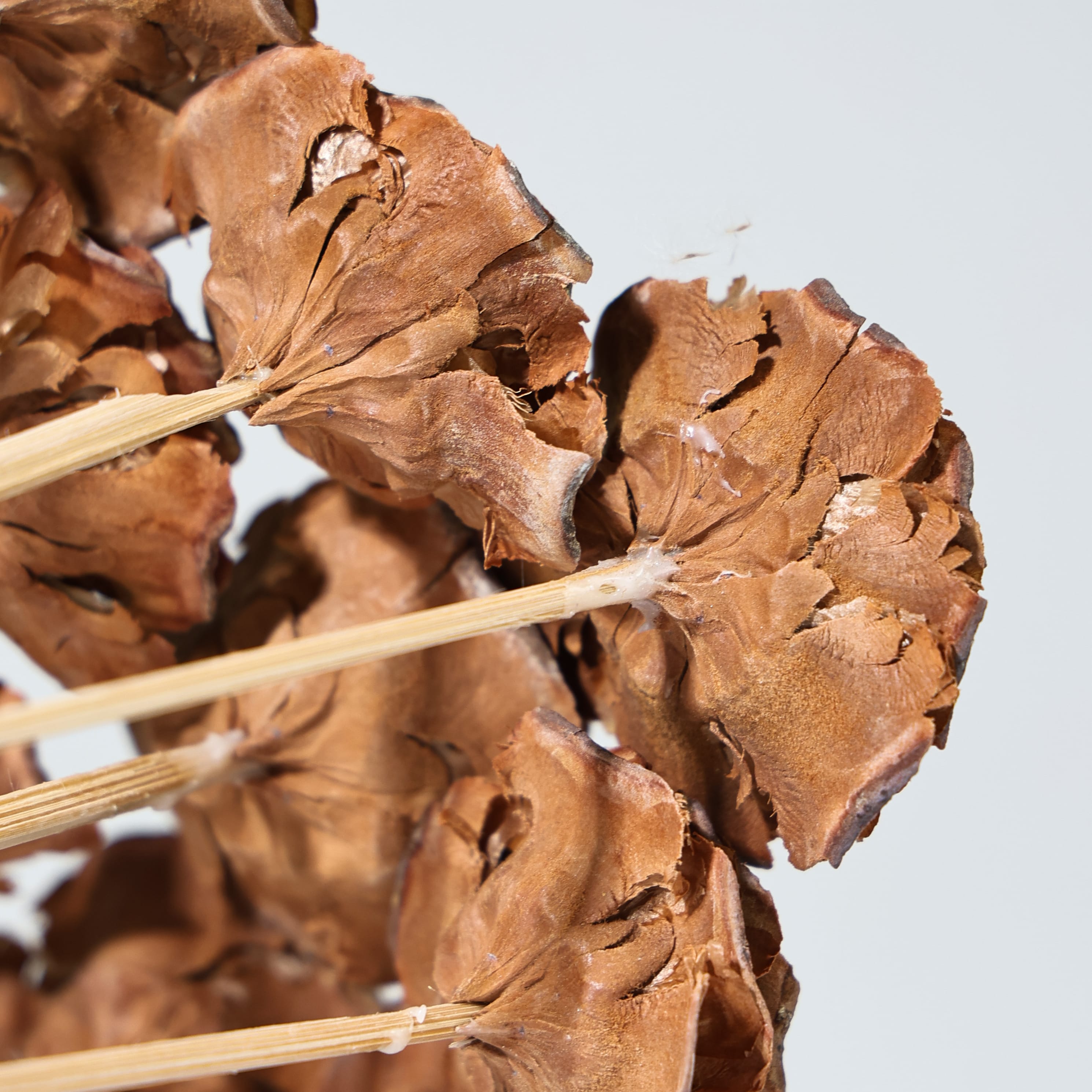Sola Wood Flowers