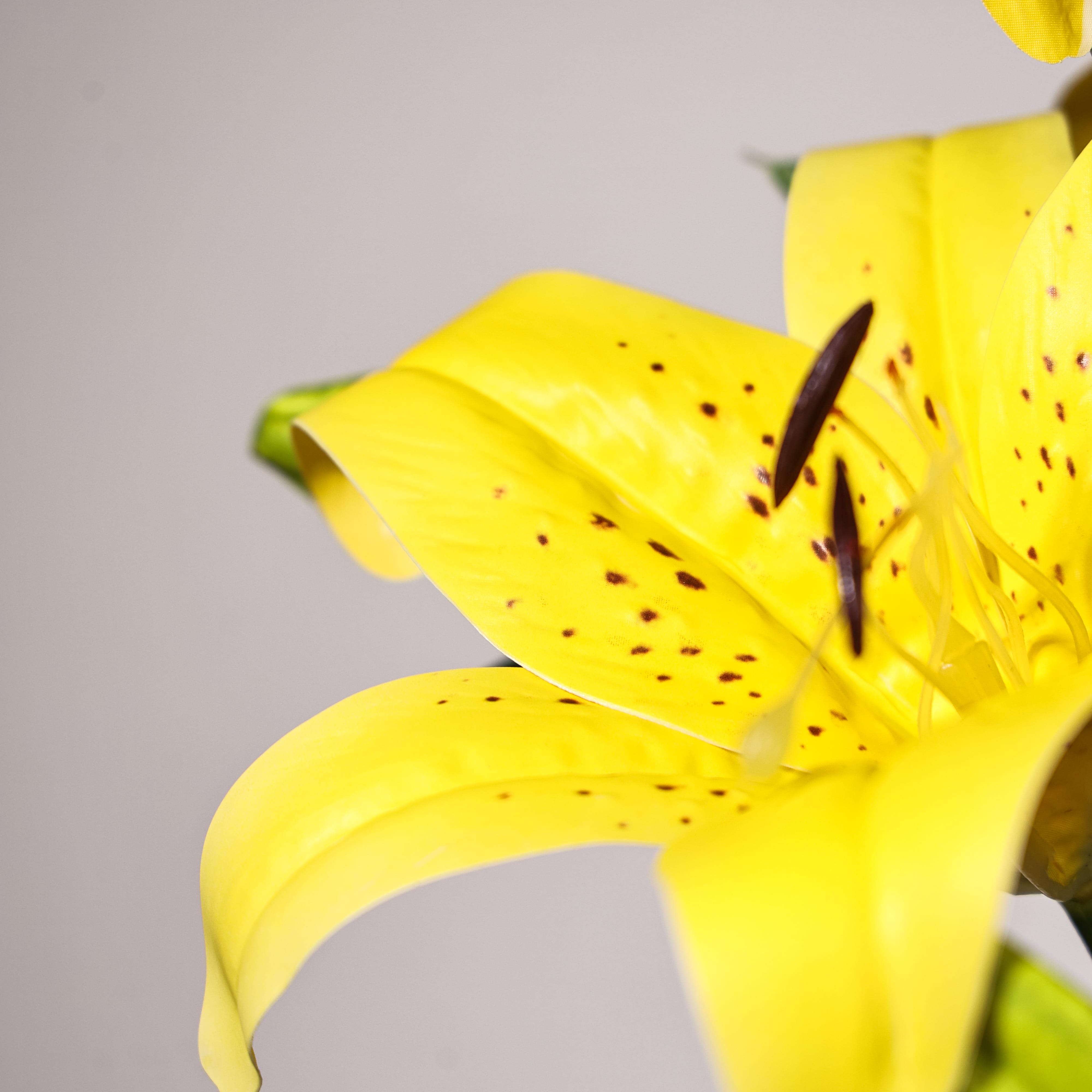 Lily (Yellow)