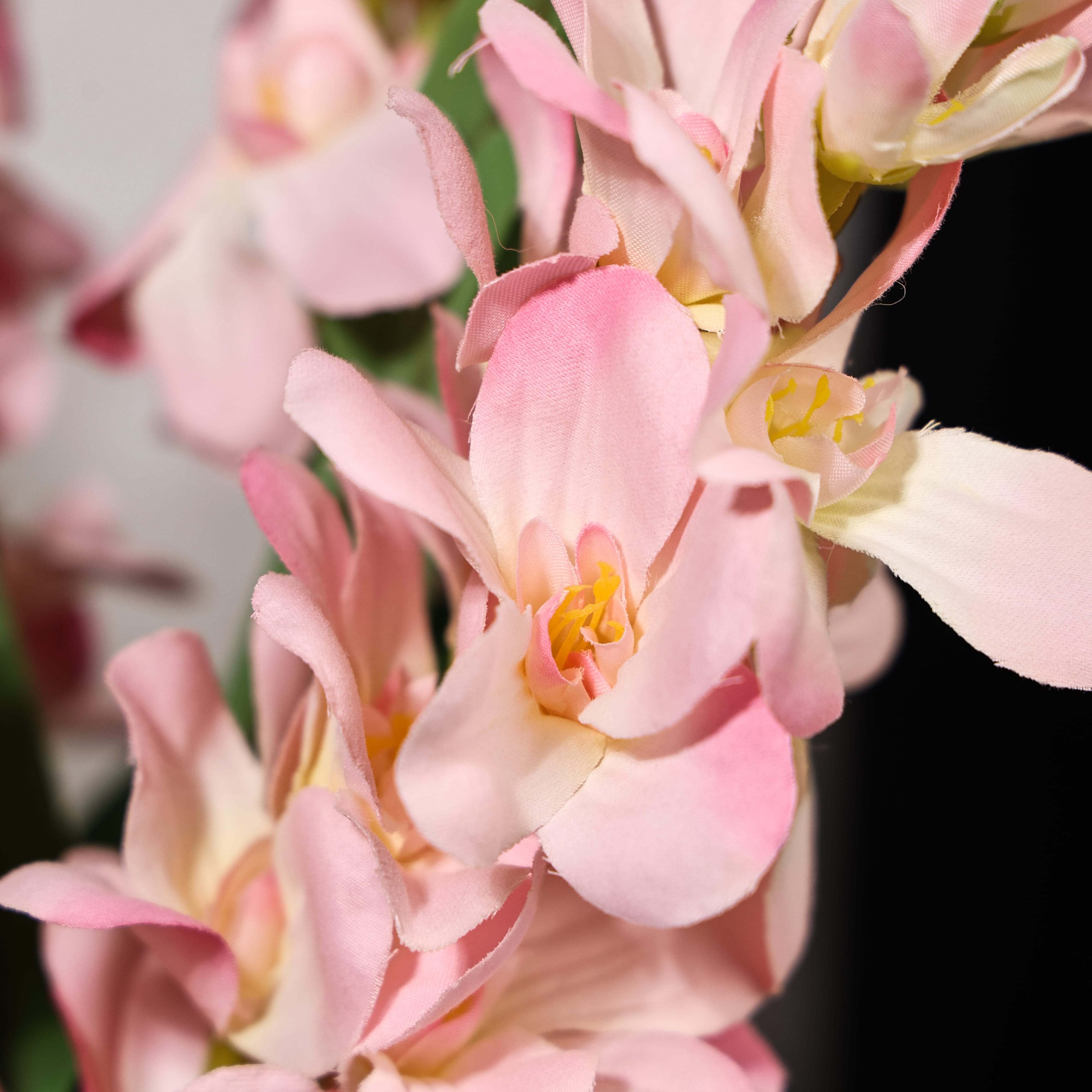 Pink Gladiolus