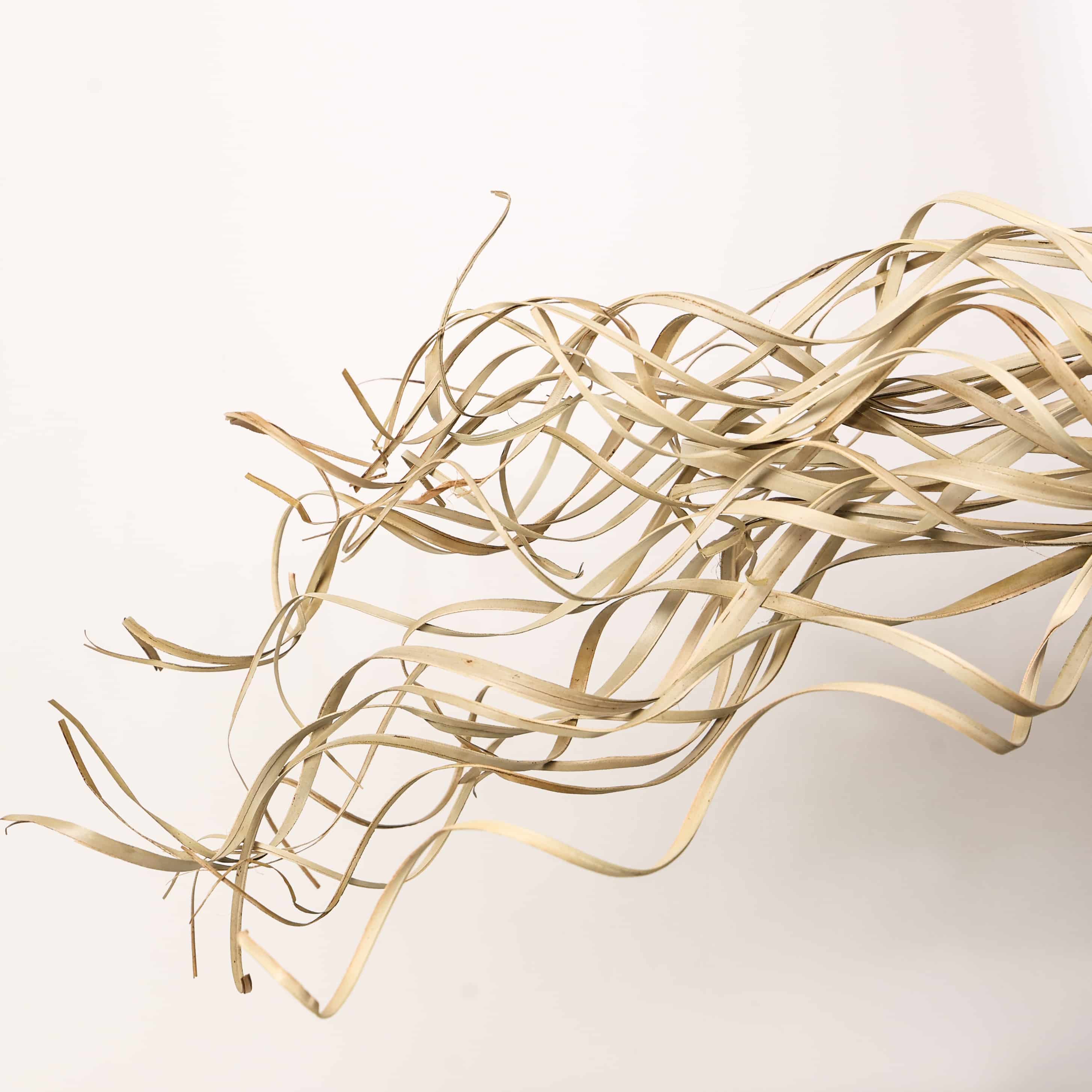 Nigella pods