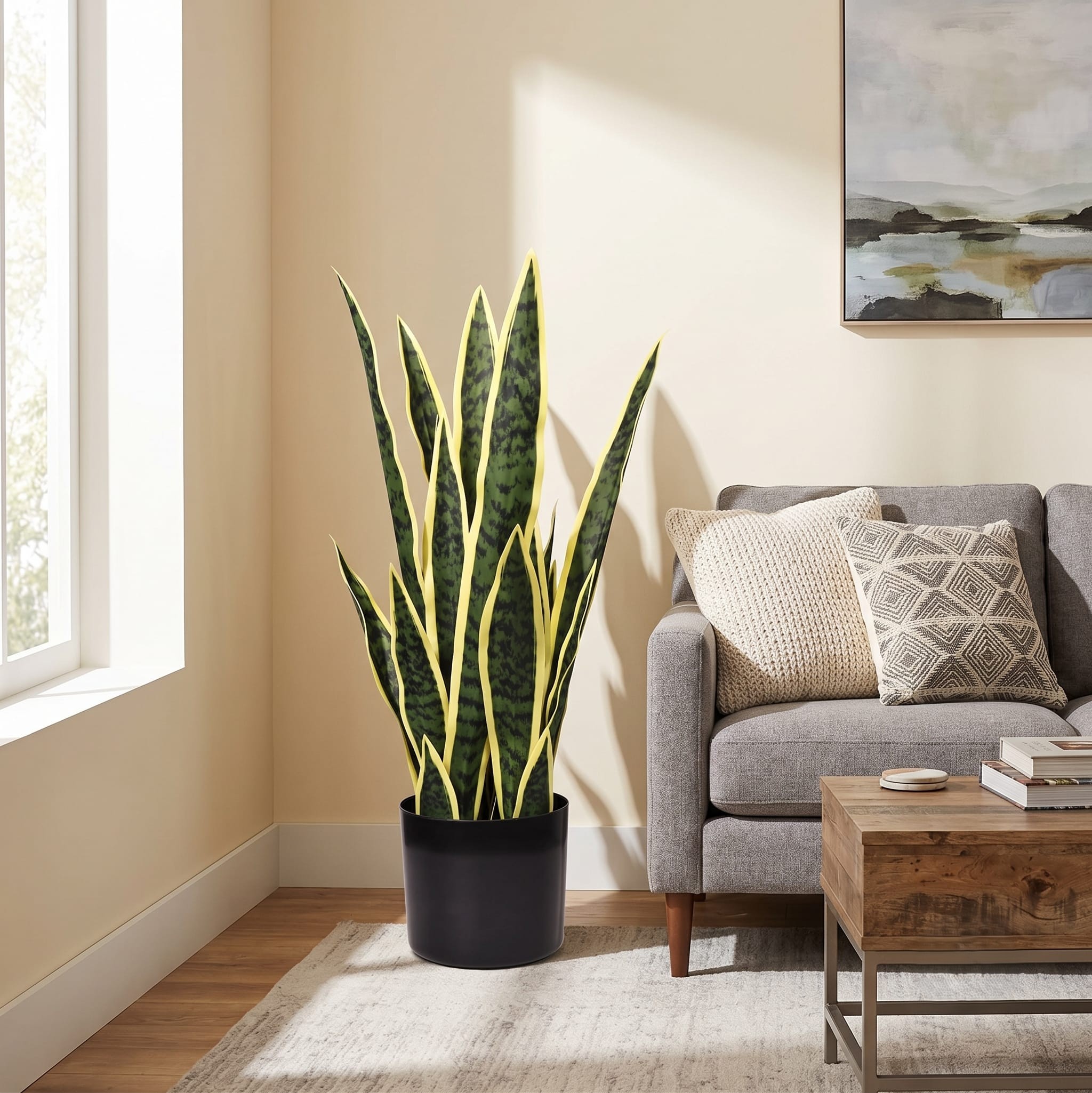 Snake Plant